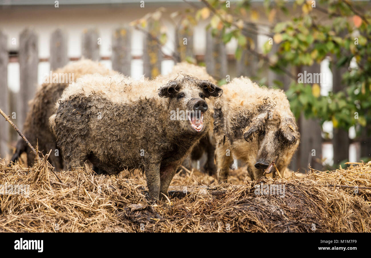 Mangalica. three pigs on a dung heap. Germany Stock Photo