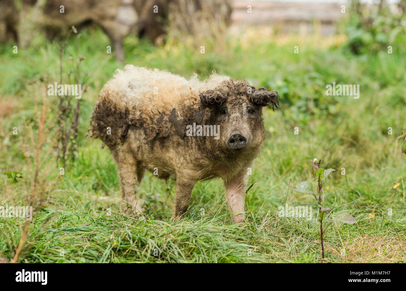 Mangalica standing on a meadow. Germany Stock Photo