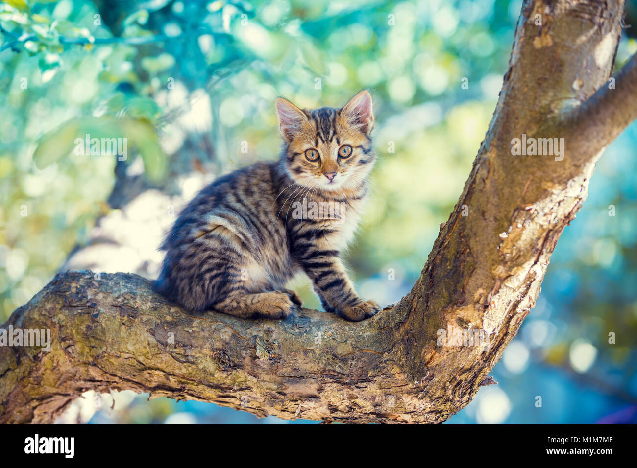 Cute kitten relaxing on a branch of a tree in a garden Stock Photo - Alamy