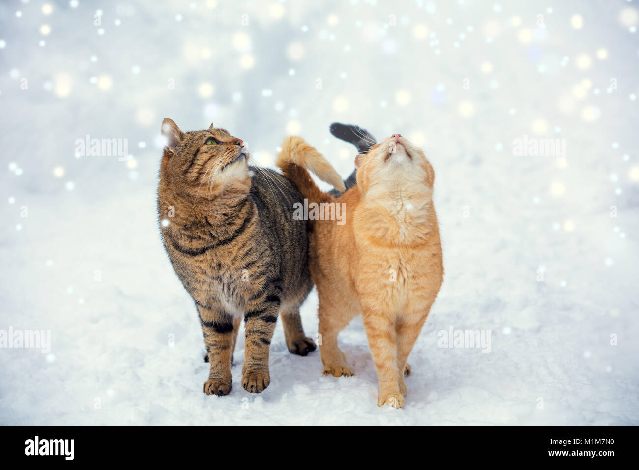 Two cats walk on snow during a snowfall Stock Photo Alamy