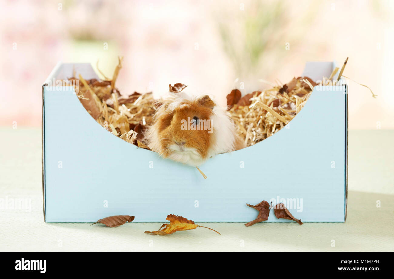 Guinea Pig, Cavie. Long-haired adult in a box, filled with paper. Germany Stock Photo