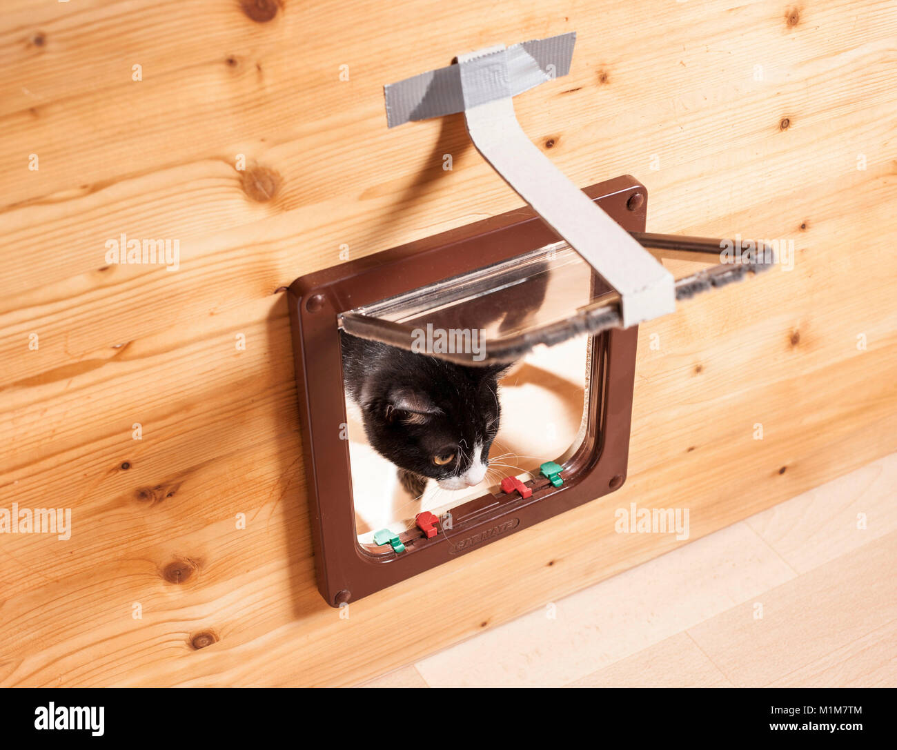 Domestic cat. Black-and-white juvenile at cat flap. Germany. Stock Photo