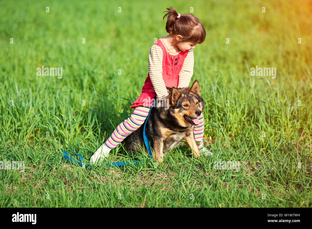 Happy little girl playing with a dog outdoor in summer Stock Photo - Alamy