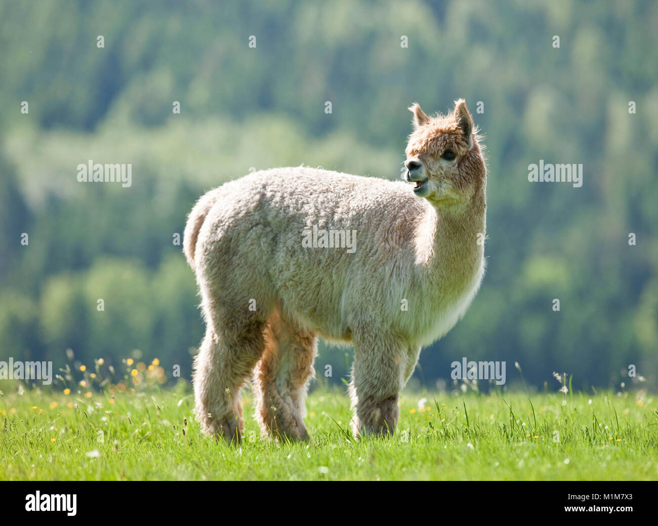 Alpaca (Vicugna pacos). Adult standing on a meadow. Germany Stock Photo