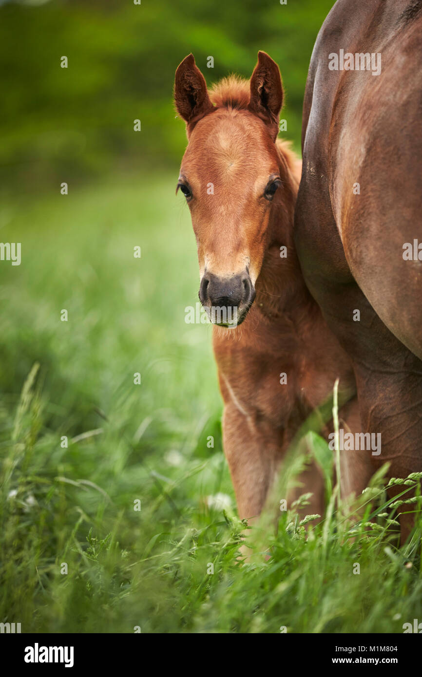 American Quarter Horse. Chestnut foal standing next to its mother on a meadow. Germany Stock Photo