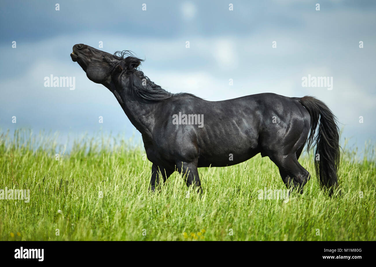 American quarter horse black stallion standing on a meadow hires stock