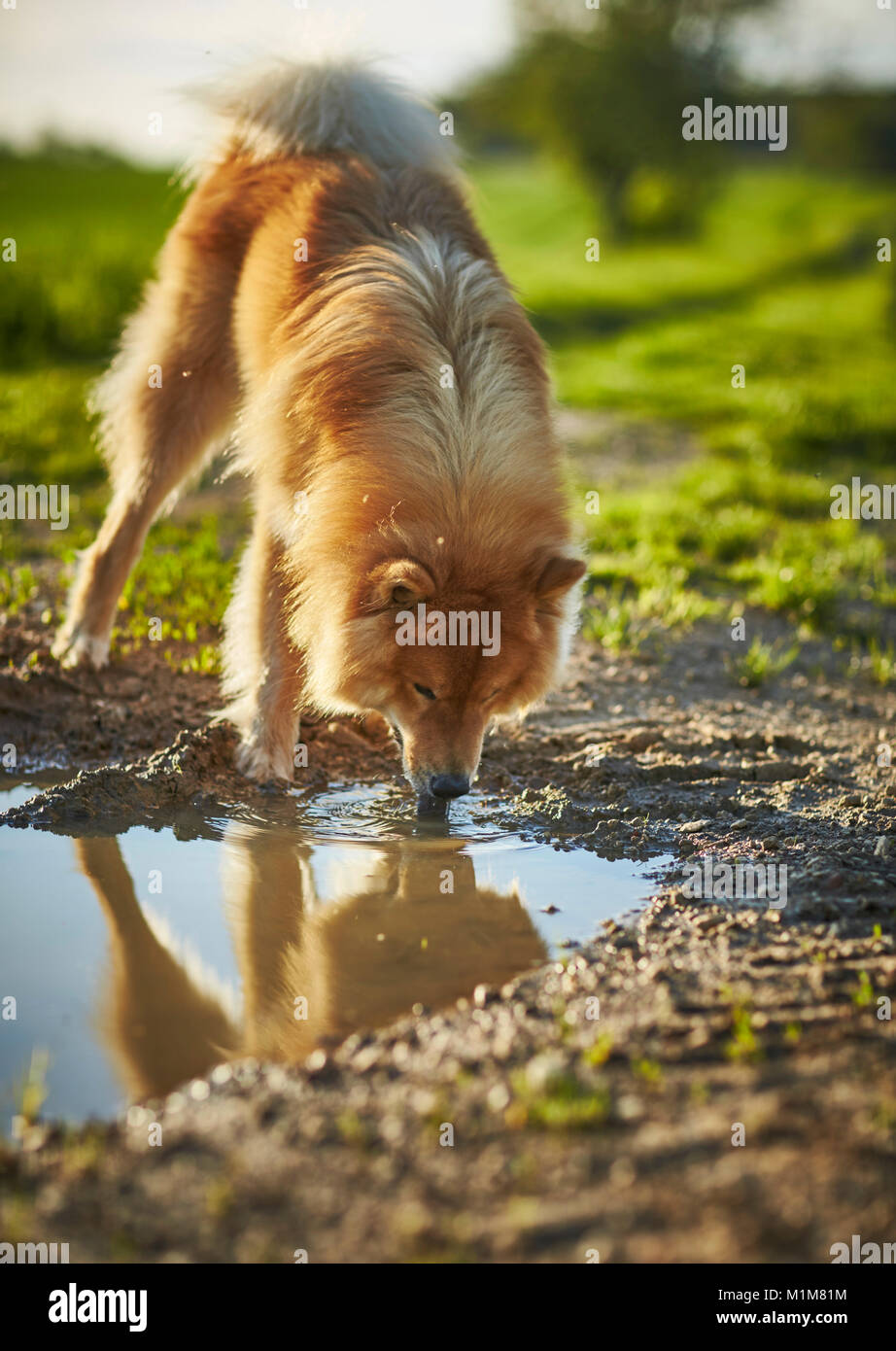 Eurasier, Eurasian. Adult dog drinking from a puddle. Germany Stock Photo