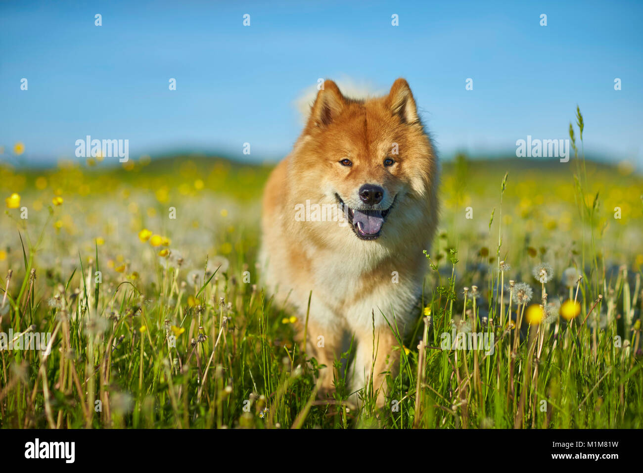 Eurasier, Eurasian. Adult dog walking in a meadow. Germany Stock Photo