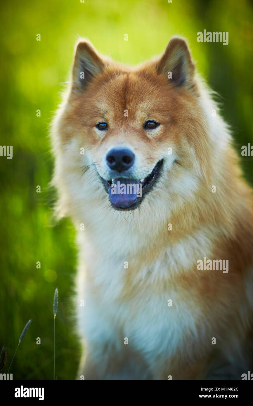 Eurasier, Eurasian. Portrait of adult. Germany Stock Photo