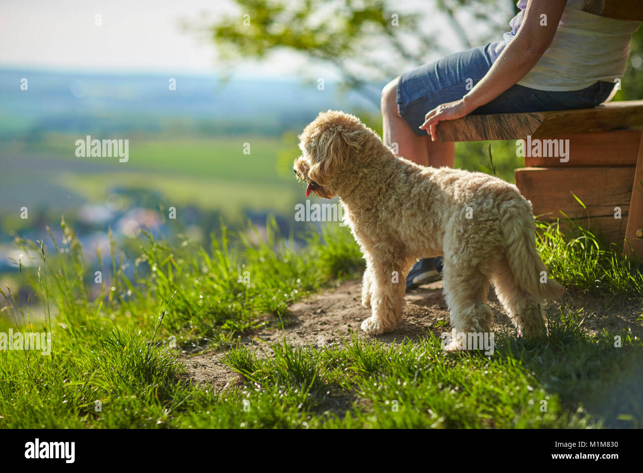 Miniature Labradoodle. Adult dog sitting next to a bench, looking into the land. Germany Stock Photo