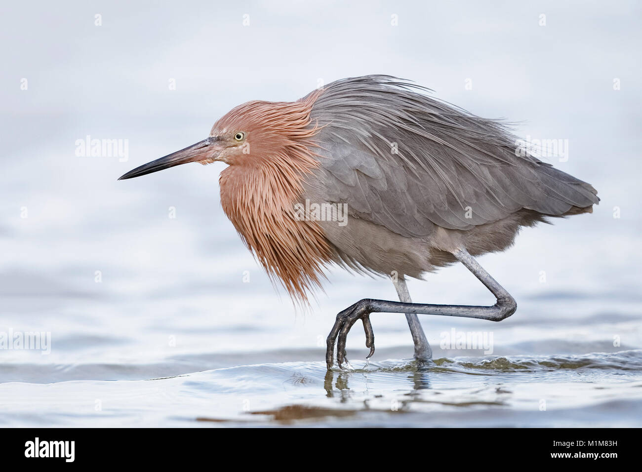 Reddish Egret (Egretta rufescens) stalking a fish - Fort De Soto Park, Florida Stock Photo