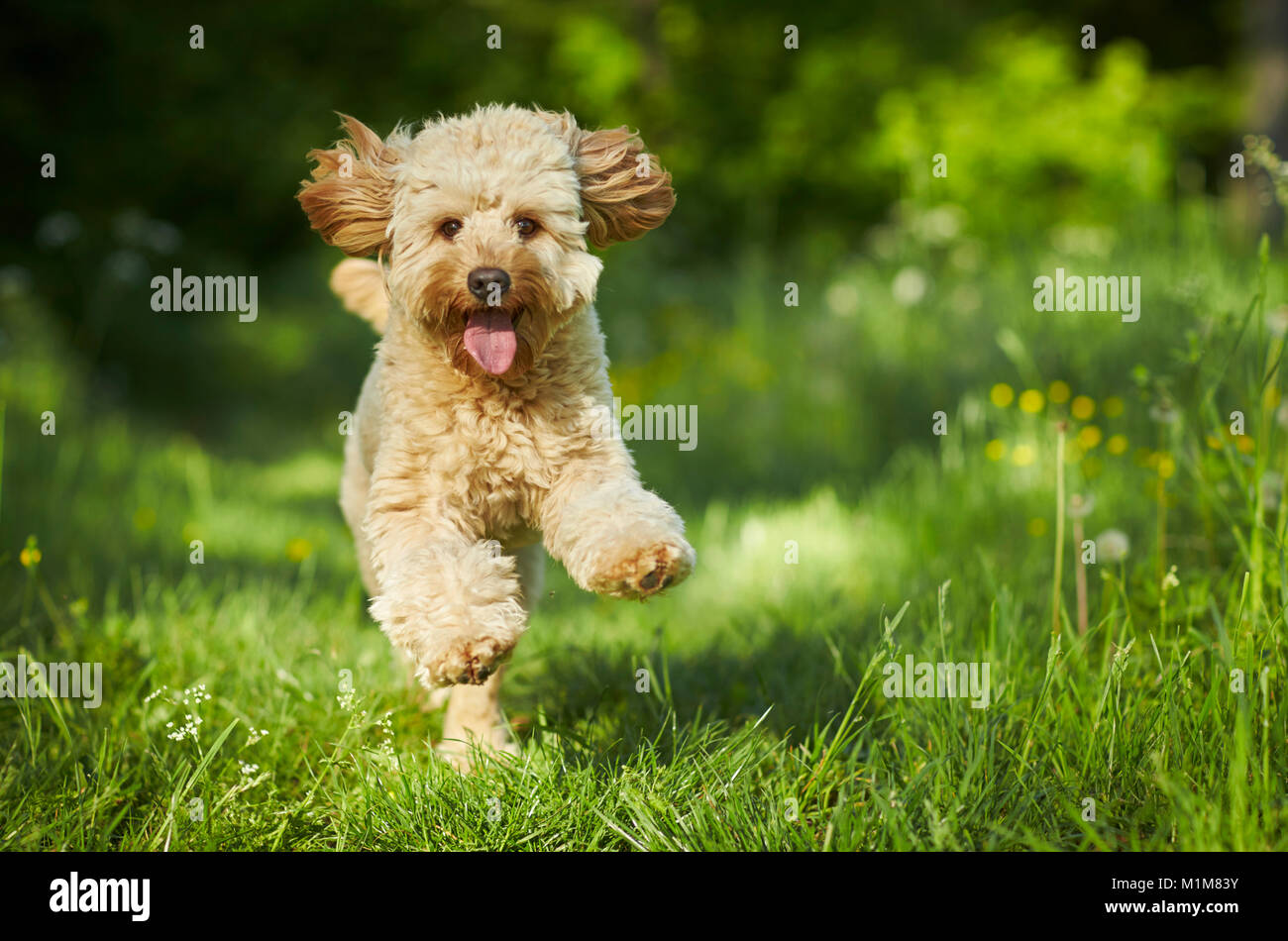 How Fast Can A Labradoodle Run