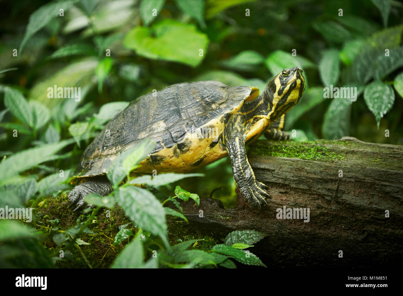 Yellow-bellied Slider (Trachemys scripta scripta) resting on a log. Germany Stock Photo