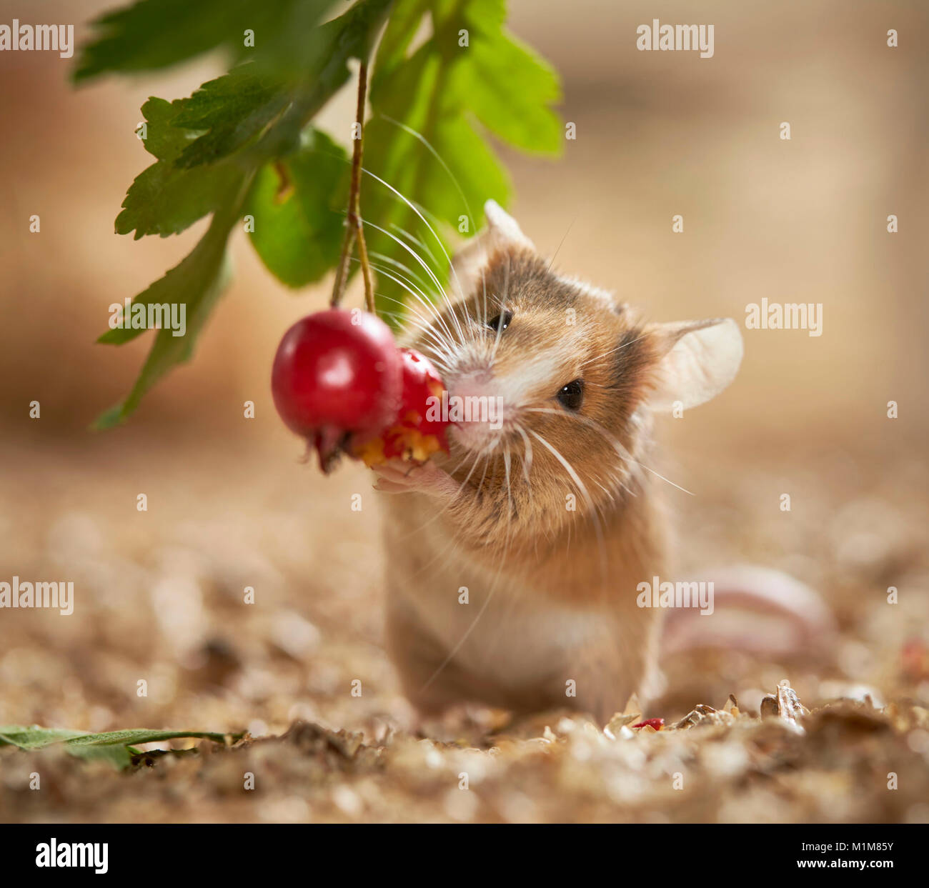 Fancy Mouse eating Hawthorn fruit. Germany Stock Photo Alamy