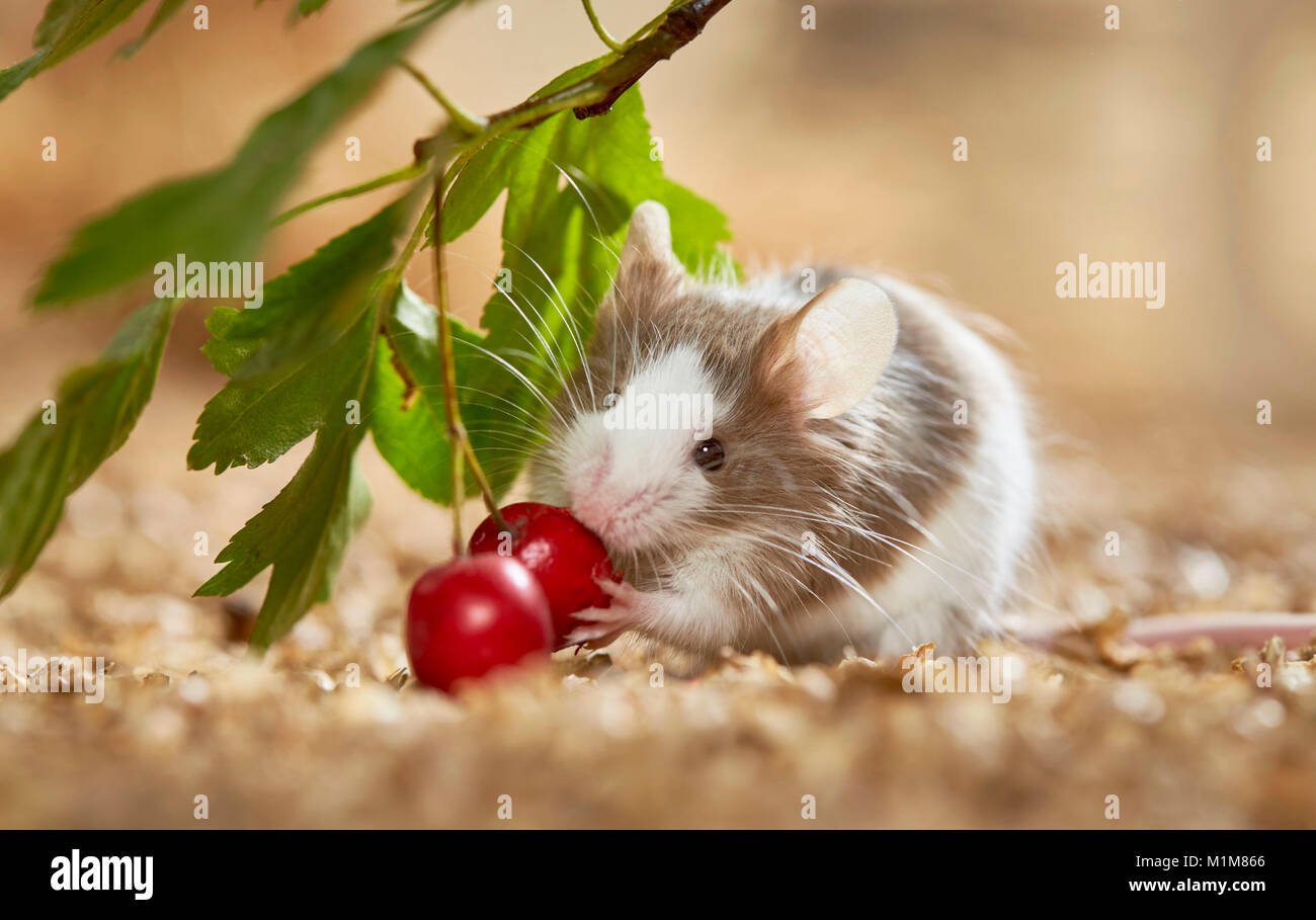 Fancy Mouse eating Hawthorn fruit. Germany Stock Photo Alamy
