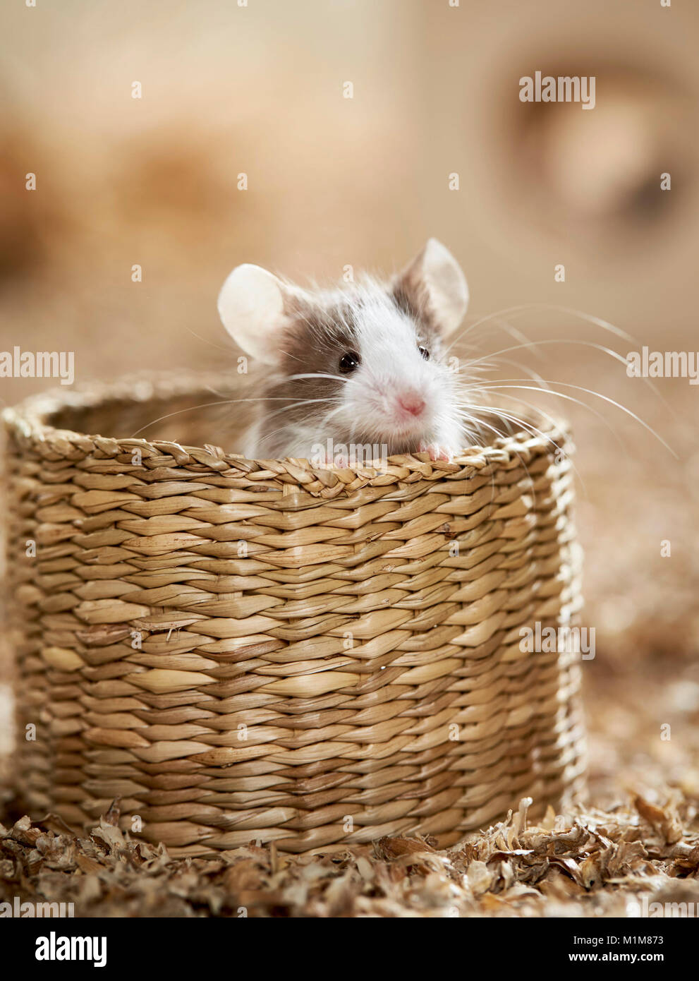 Fancy Mouse looking out from basket. Germany Stock Photo