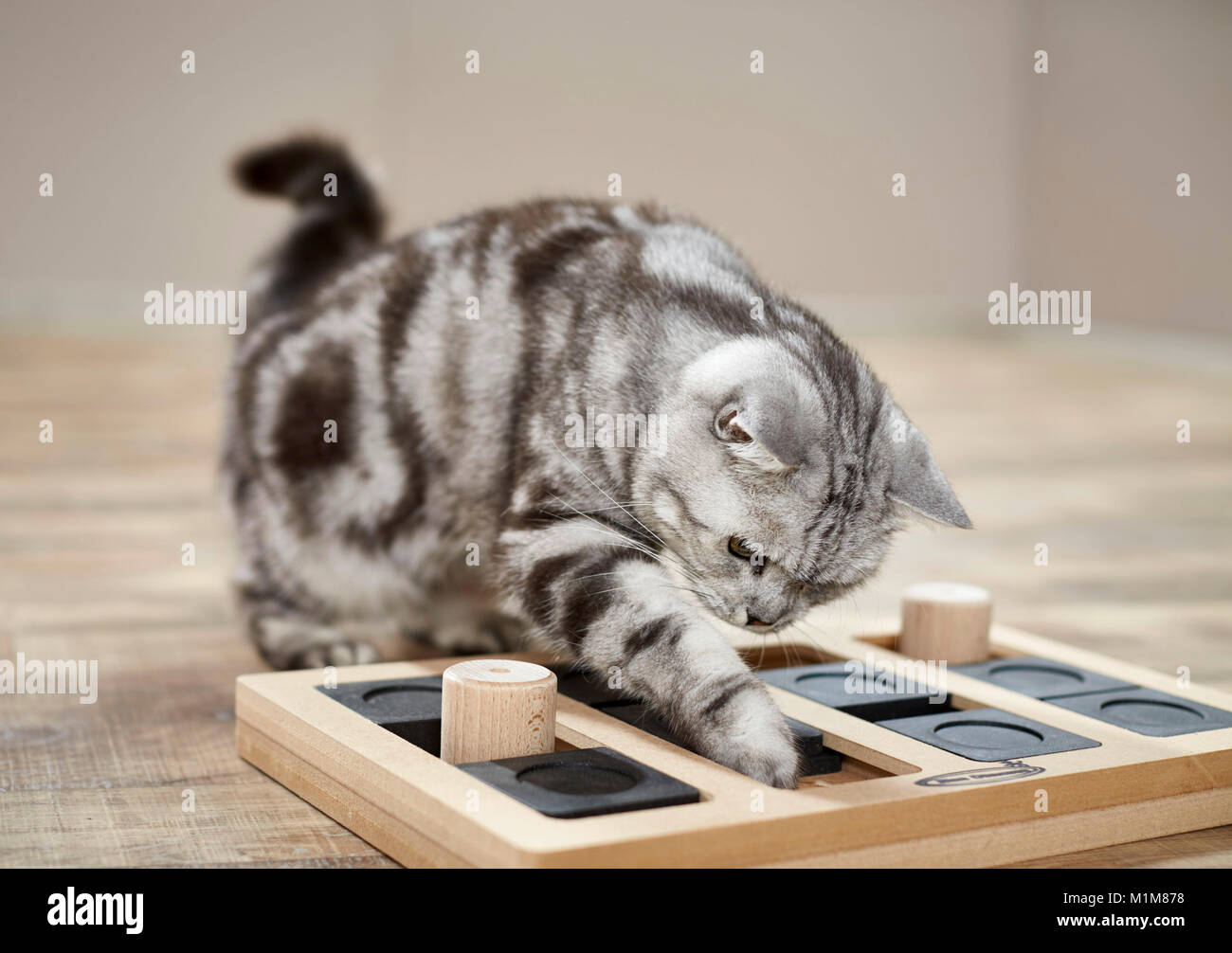British Shorthair cat. Tabby adult playing with food-dispensing labyrinth game. Germany Stock Photo