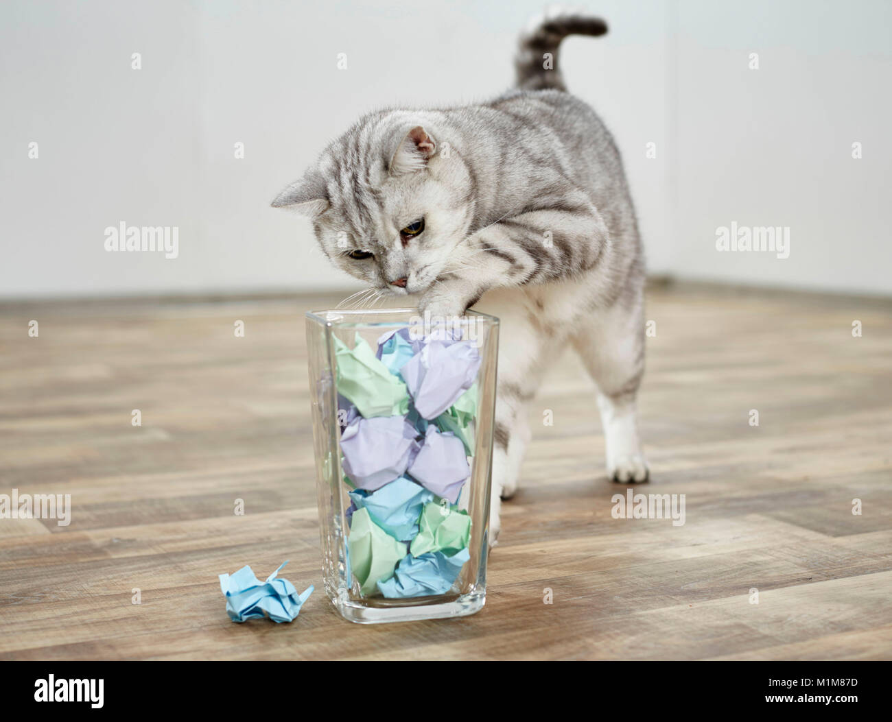British Shorthair cat. Tabby adult angling a crumbled paper out from a glass container. Germany Stock Photo