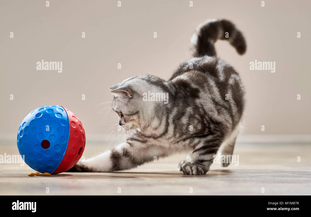 British Shorthair cat. Tabby adult playing with food-dispensing toy. Germany Stock Photo