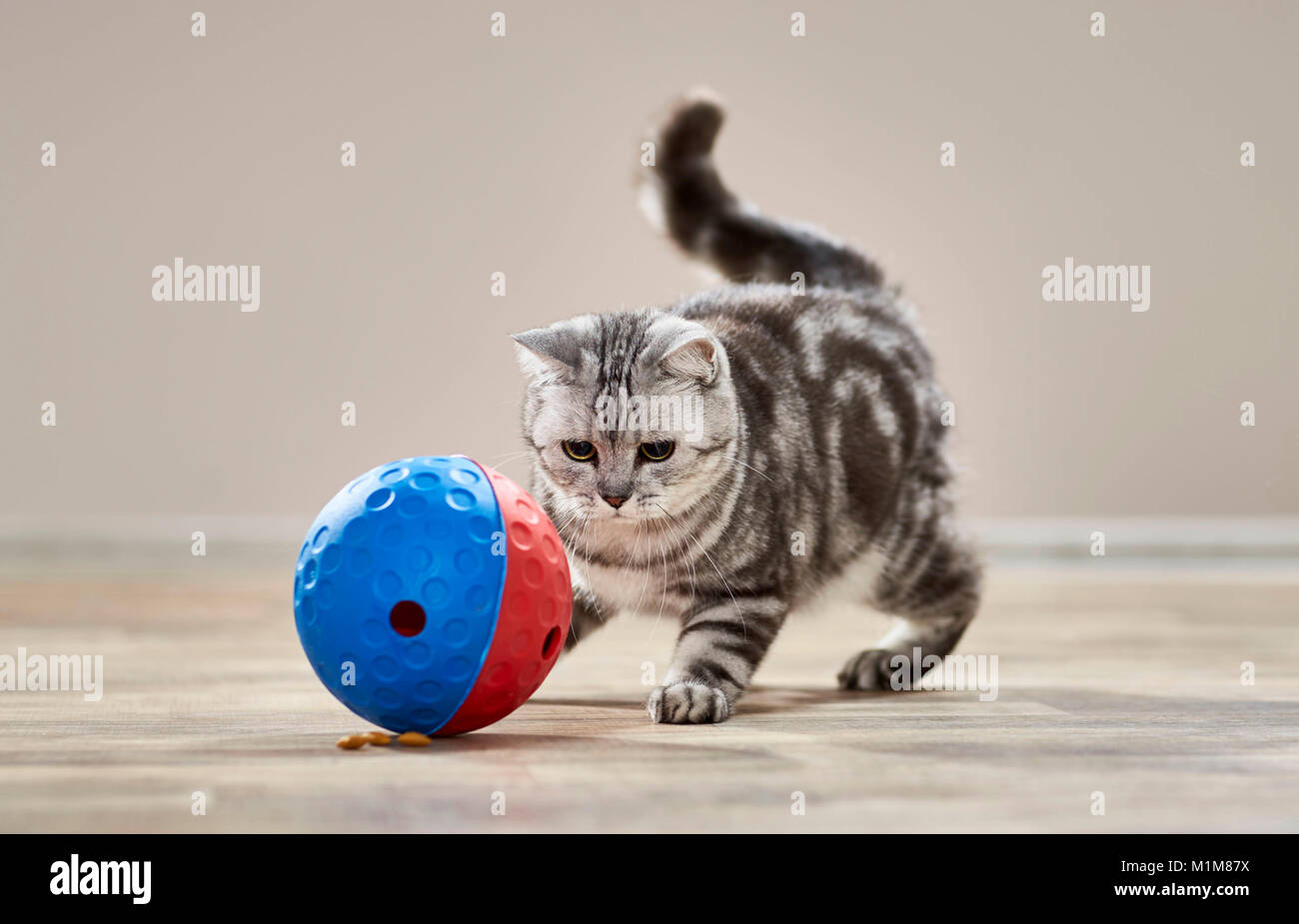 British Shorthair cat. Tabby adult playing with food-dispensing toy. Germany Stock Photo