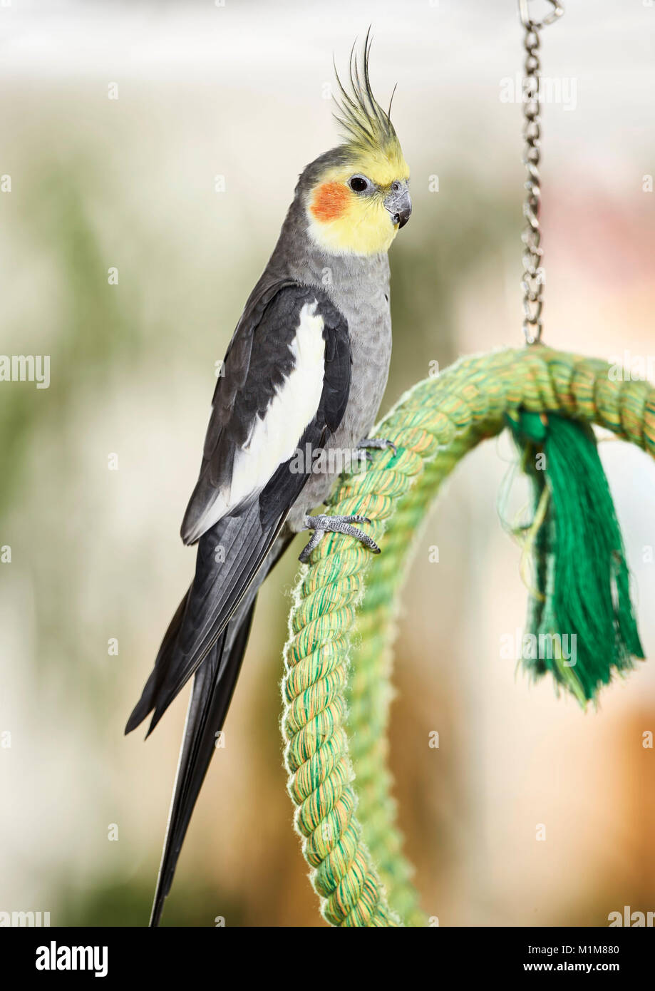 Cockatiel (Nymphicus hollandicus). Adult perched on green cord. Germany Stock Photo