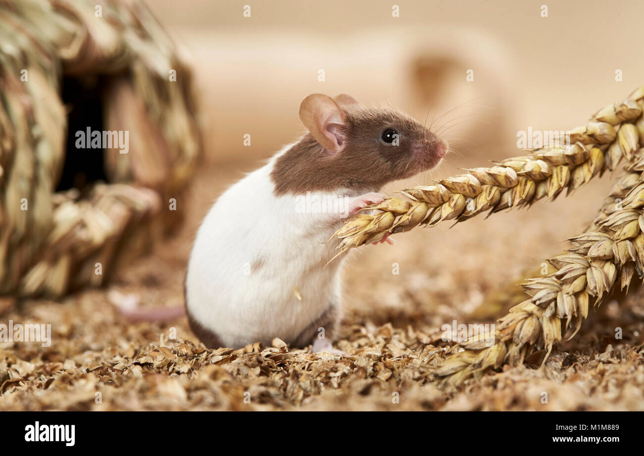 Fancy Mouse eating wheat. Germany Stock Photo Alamy