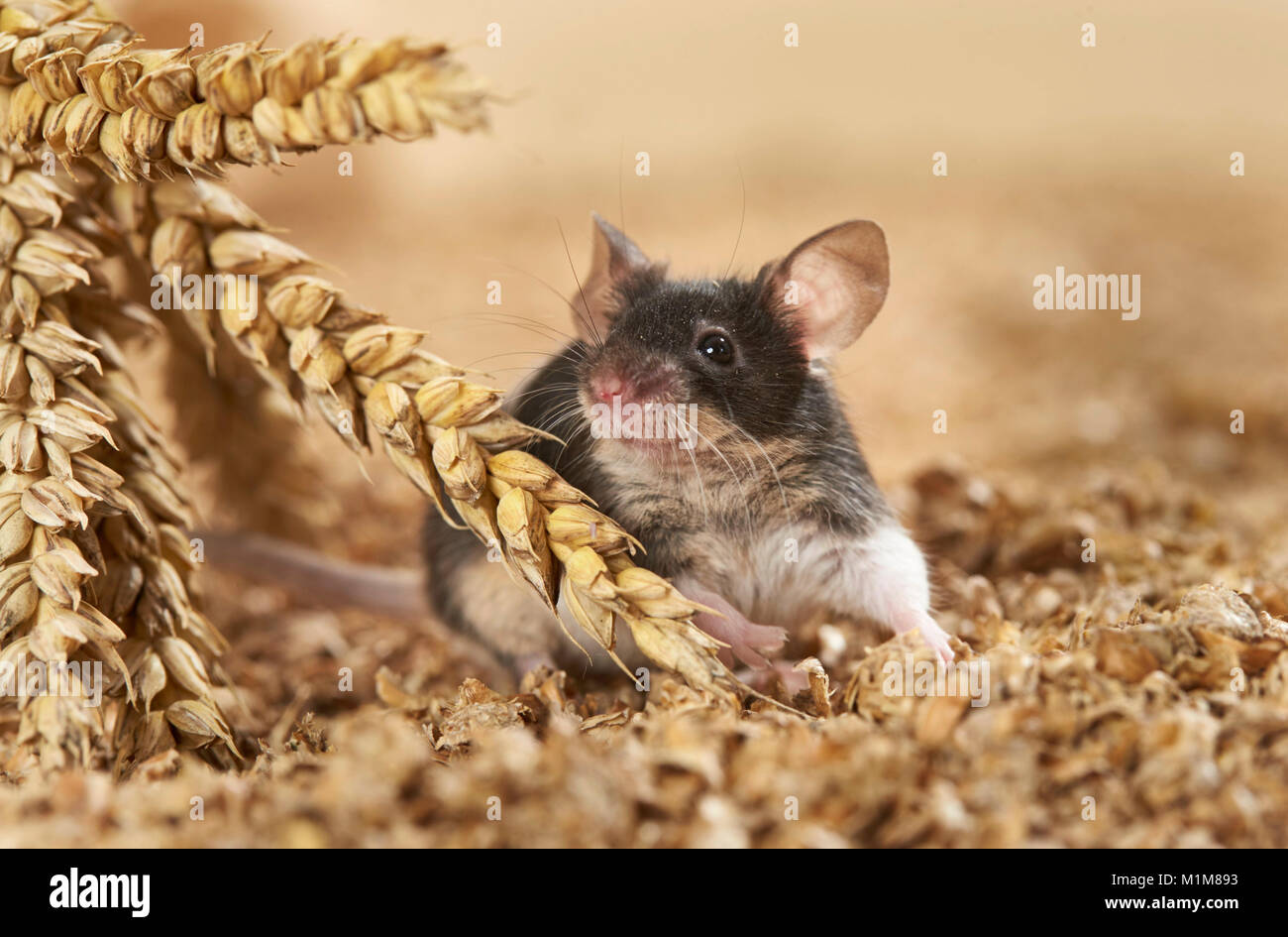 Fancy Mouse eating wheat. Germany Stock Photo