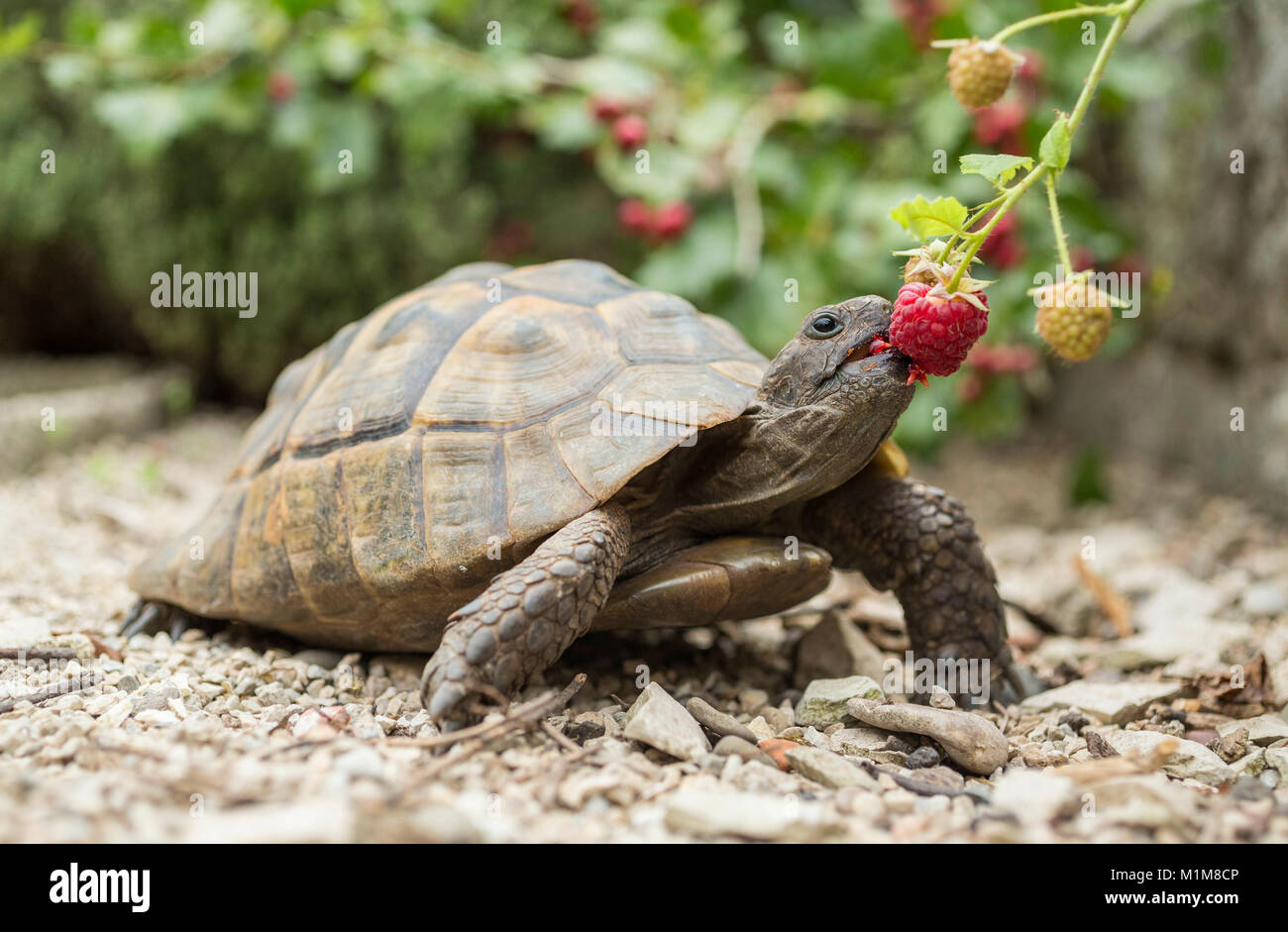 Mediterranean Spur-thighed Tortoise, Greek Tortoise (Testudo graeca). Adult eating a Raspberry. Germany Stock Photo
