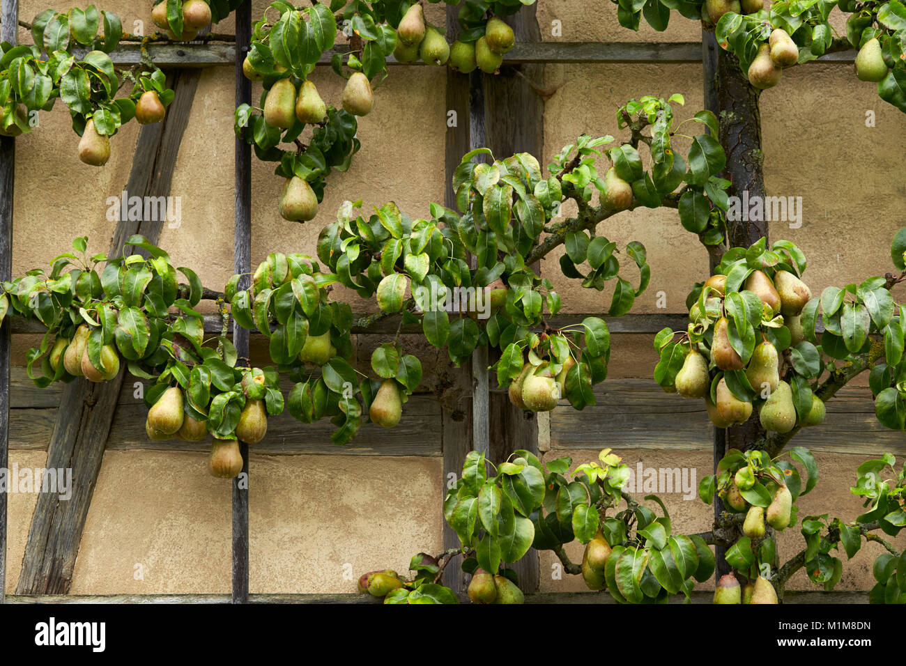 Common Pear, European Pear (Pyrus communis) trained into a horizontal espalier. Germany Stock Photo