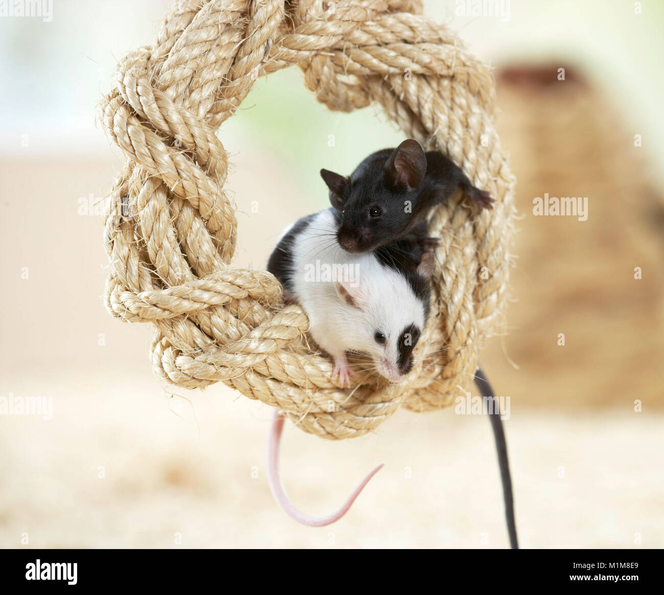 Fancy Mouse in a circle made of a rope. Germany Stock Photo