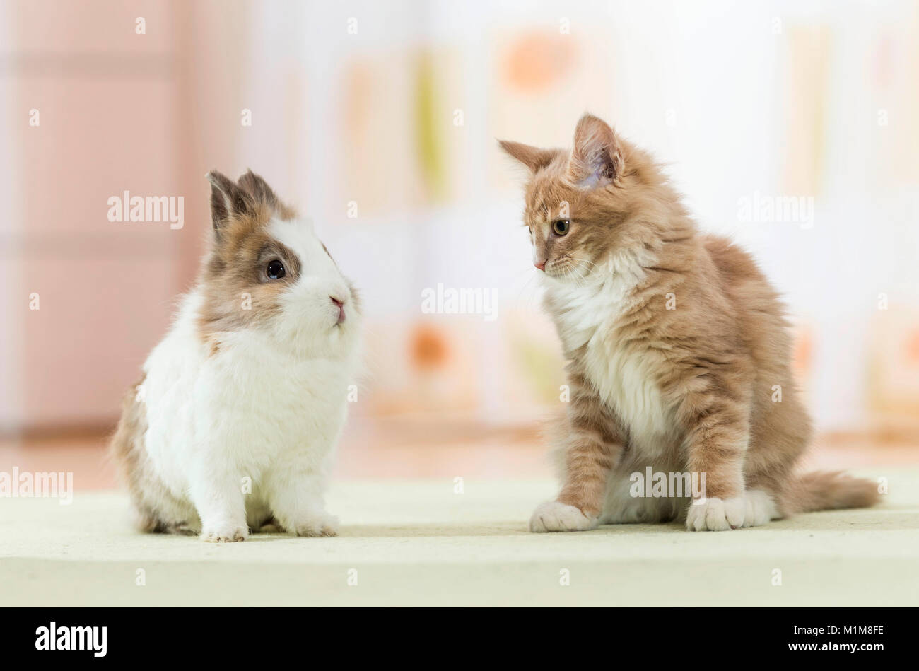 American Longhair, Maine Coon. Kitten sitting next to Lionhead Rabbit ...