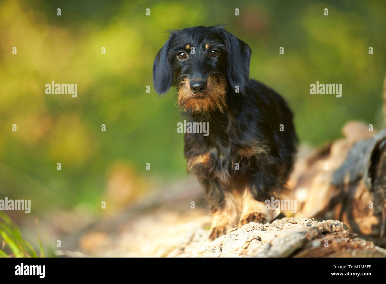 Wirehaired Dachshund. Adult dog standing on a log. Germany Stock Photo