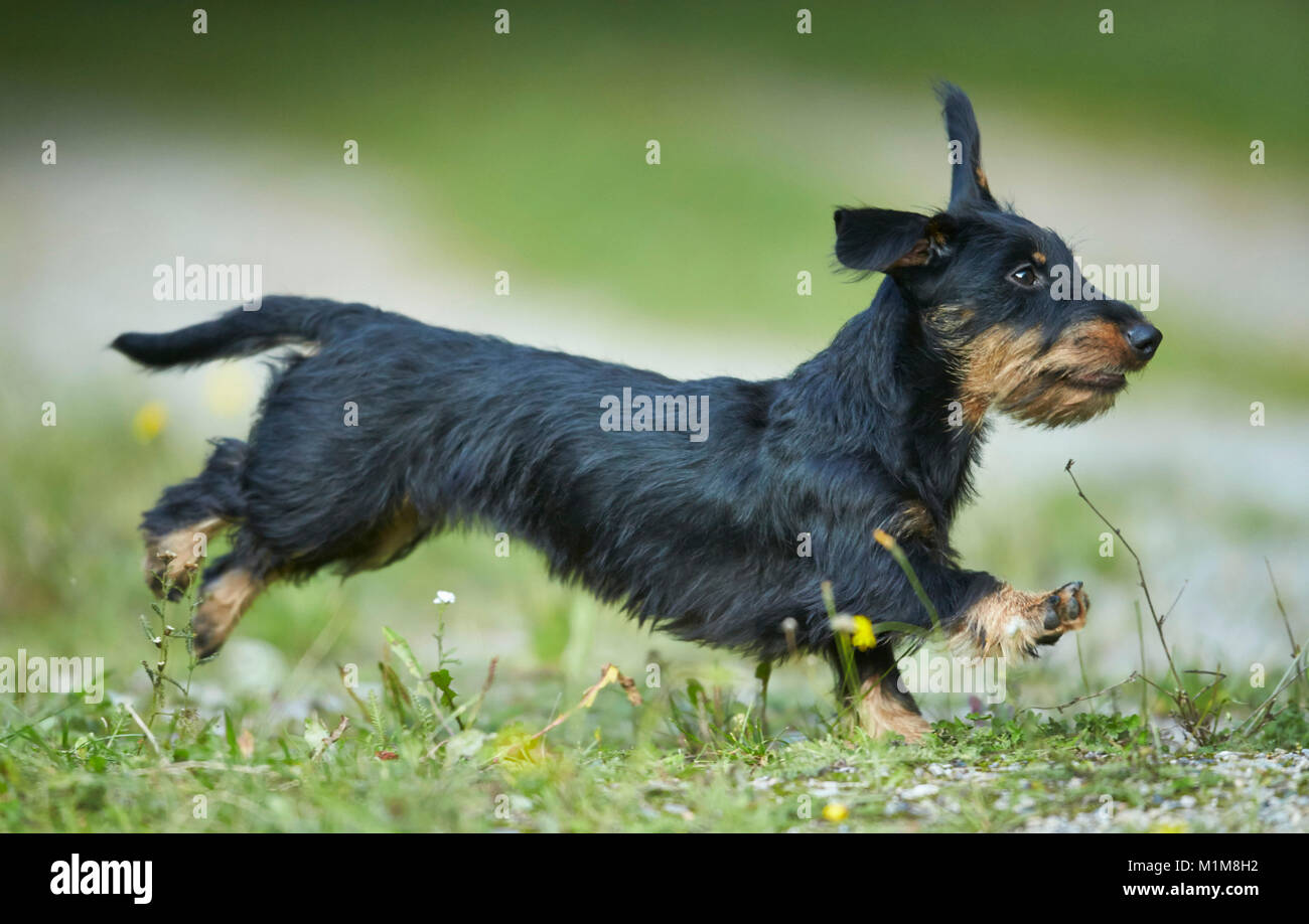 Wire-haired Dachshund. Adult dog running on a meadow. Germany Stock Photo
