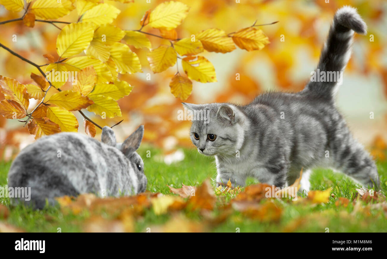British Shorthair Cat and Dwarf Rabbit. Tabby kitten and bunny meeting in a garden in autumn. Germany Stock Photo
