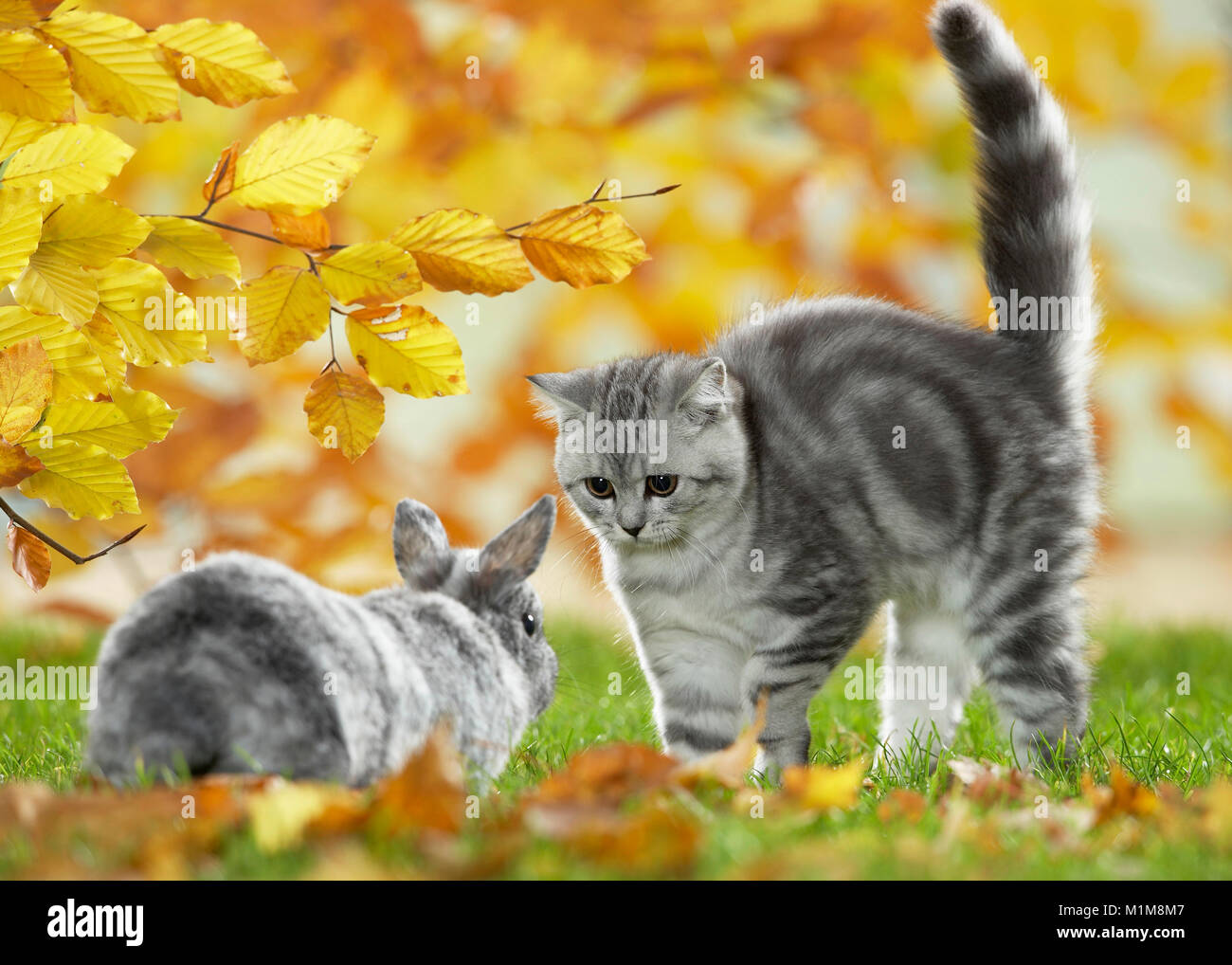 British Shorthair Cat and Dwarf Rabbit. Tabby kitten and bunny meeting in a garden in autumn, Germany Stock Photo