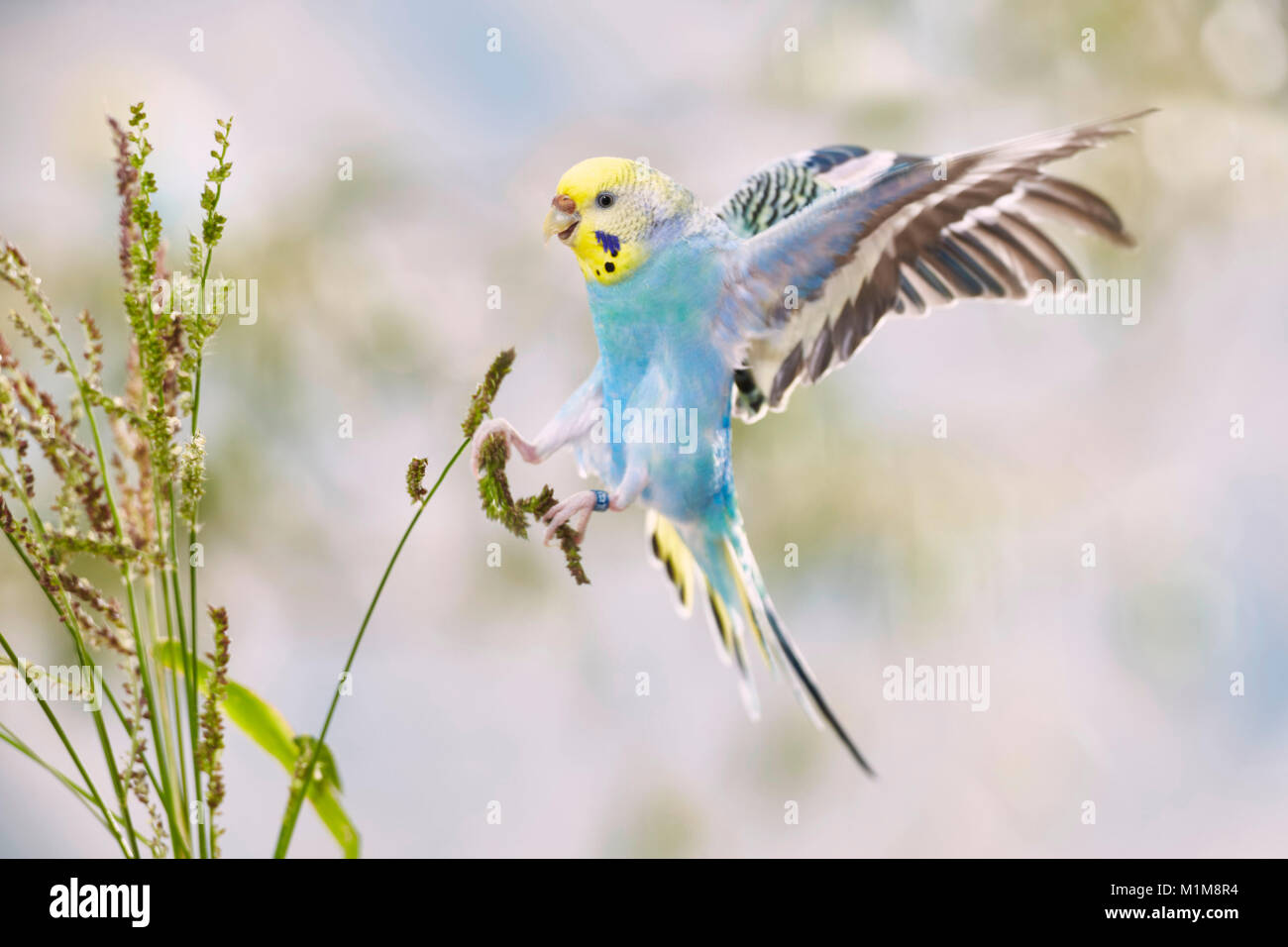 Rainbow Budgerigar, Budgie (Melopsittacus undulatus) in landing approach to Barnyard Millet (Echinochloa crus-galli). Germany Stock Photo