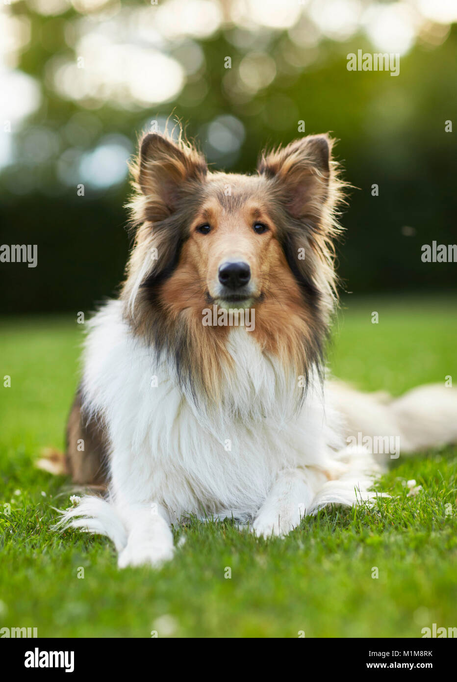 Rough Collie. Adult dog lying on grass. Germany Stock Photo