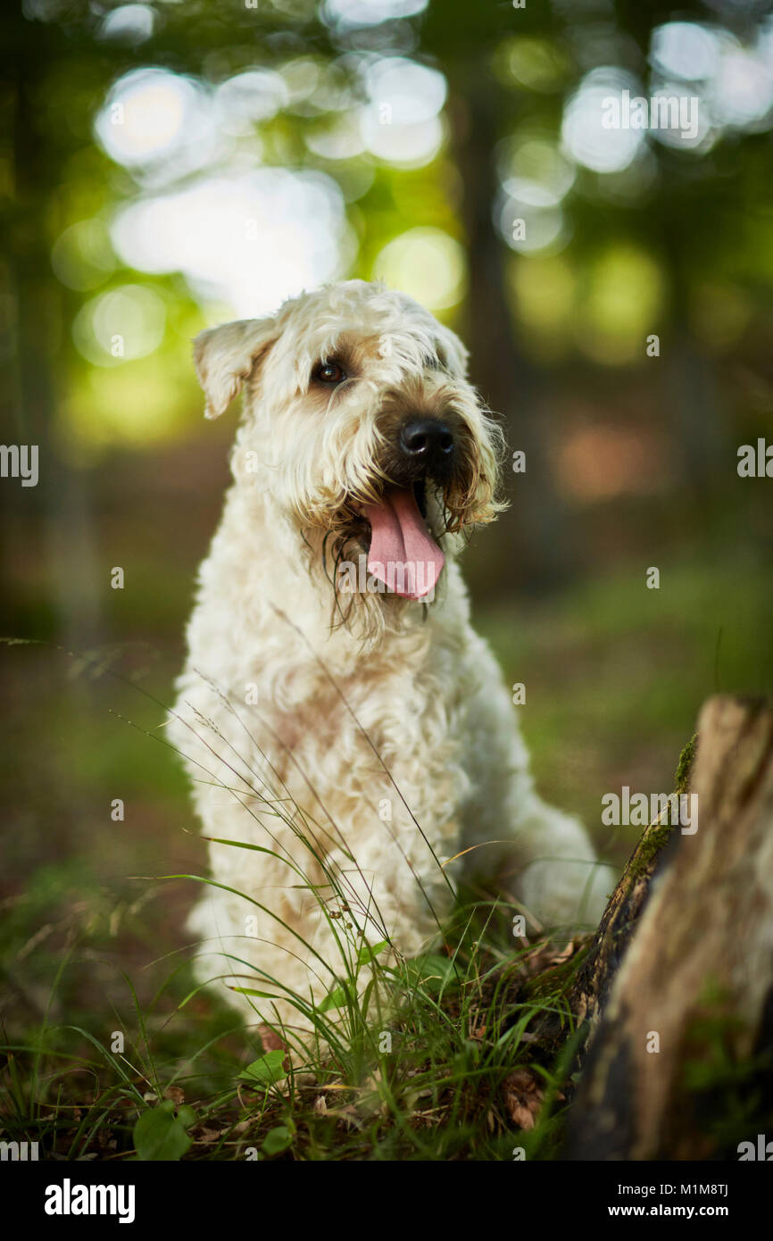Irish Soft Coated Wheaten Terrier. Adult dog sitting in a forest. Germany. Stock Photo
