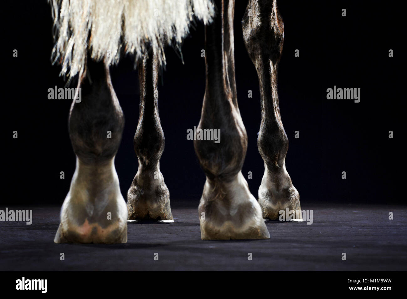 Horse whip woman High Resolution Stock Photography and Images Alamy