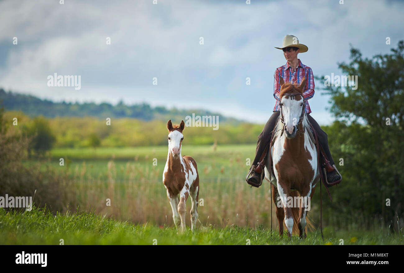 Pintabian. Rider on mare accompanied by foal on a cross-country ride. Germany Stock Photo