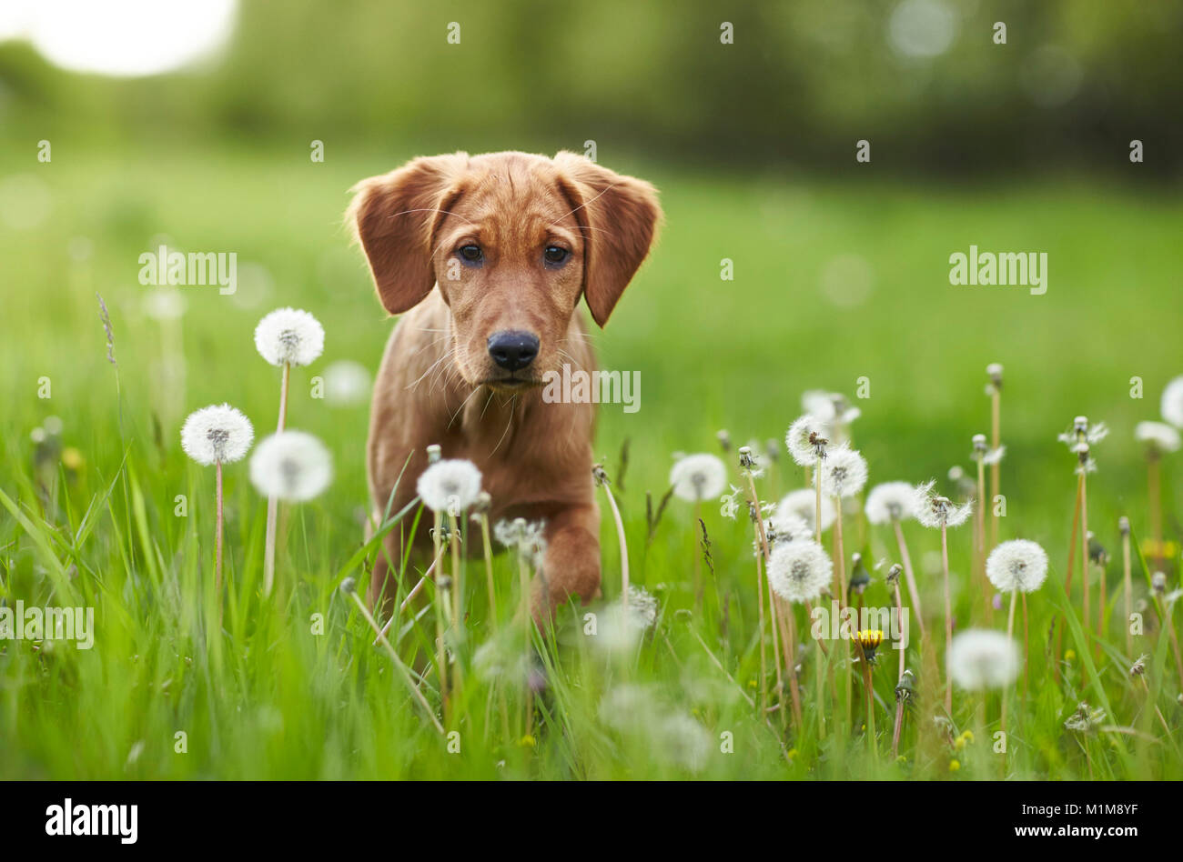 Golden Retriever. Puppy sitting among blowballs. Germany. Stock Photo
