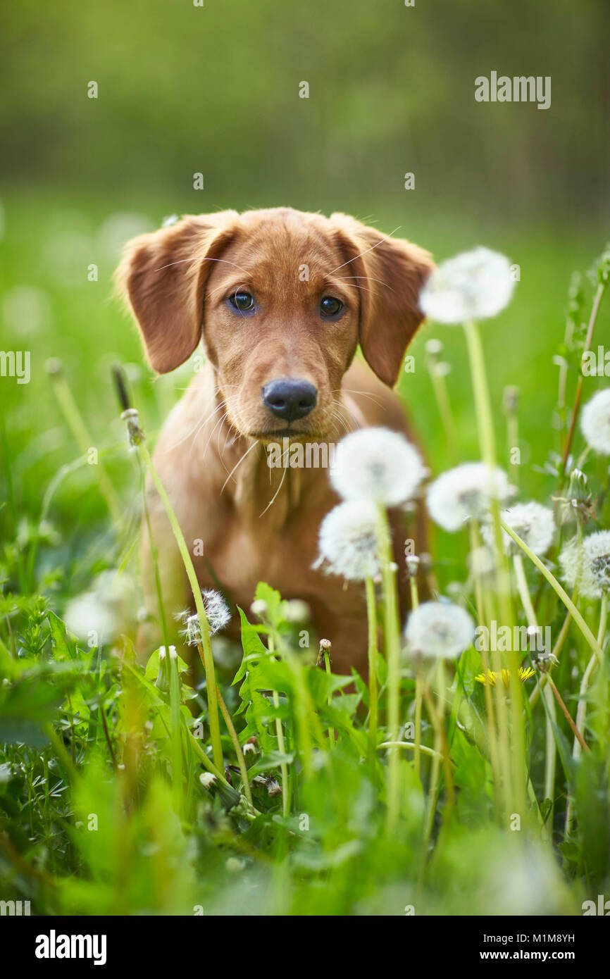 Golden Retriever. Puppy sitting among blowballs. Germany. Stock Photo