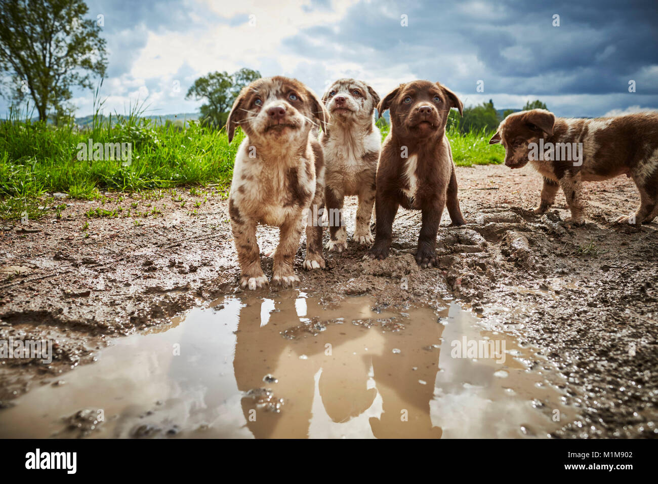 Mixed-breed dog. Five puppies on a puddle. Germany Stock Photo