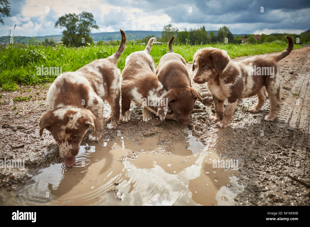Mixed-breed dog. Five puppies on a puddle. Germany Stock Photo