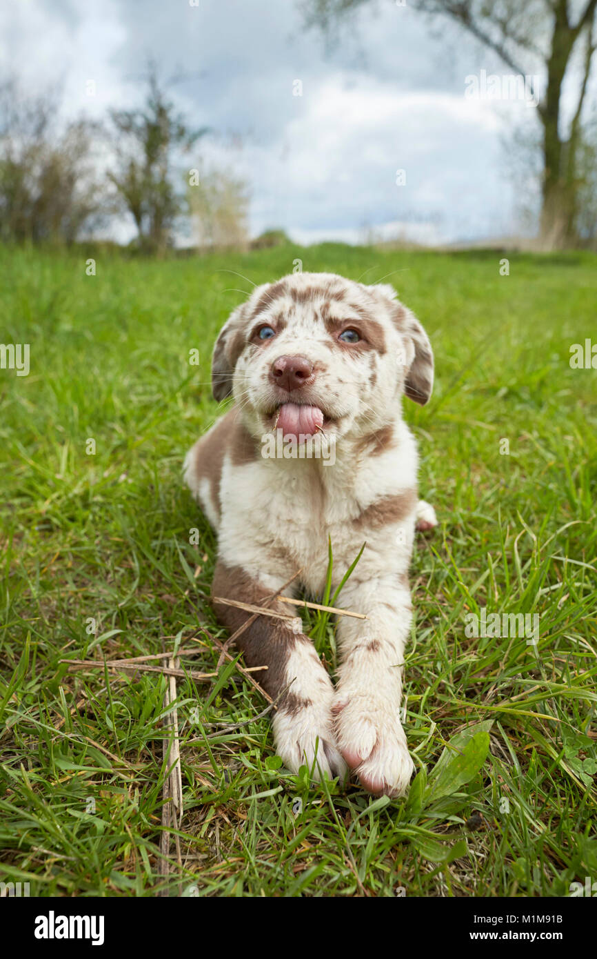 Mixed-breed dog. Puppy lying on a meadow, sticking out its tongue. Germany Stock Photo