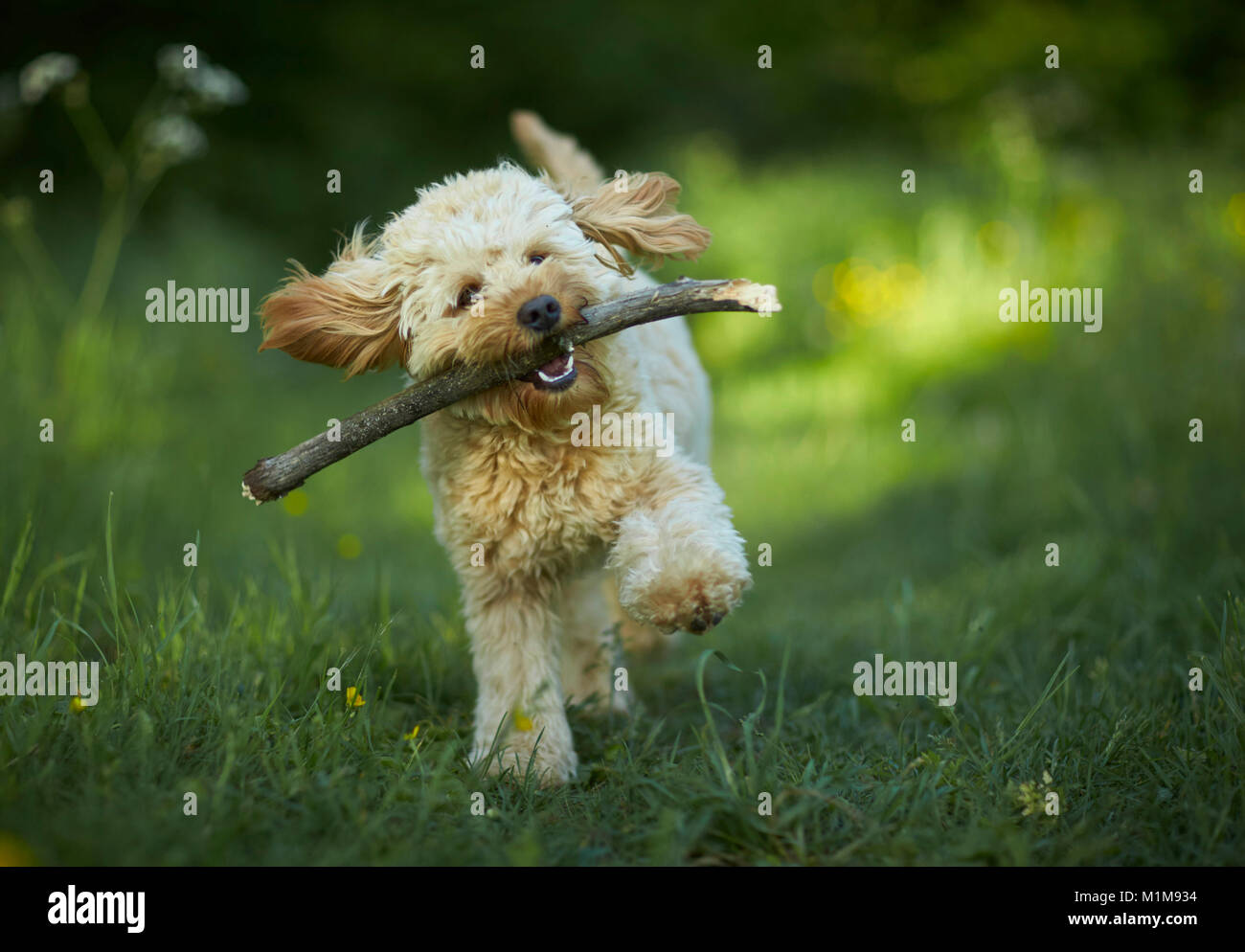 Miniature Labradoodle. Adult running towards the camera, fetching a stick. Germany Stock Photo