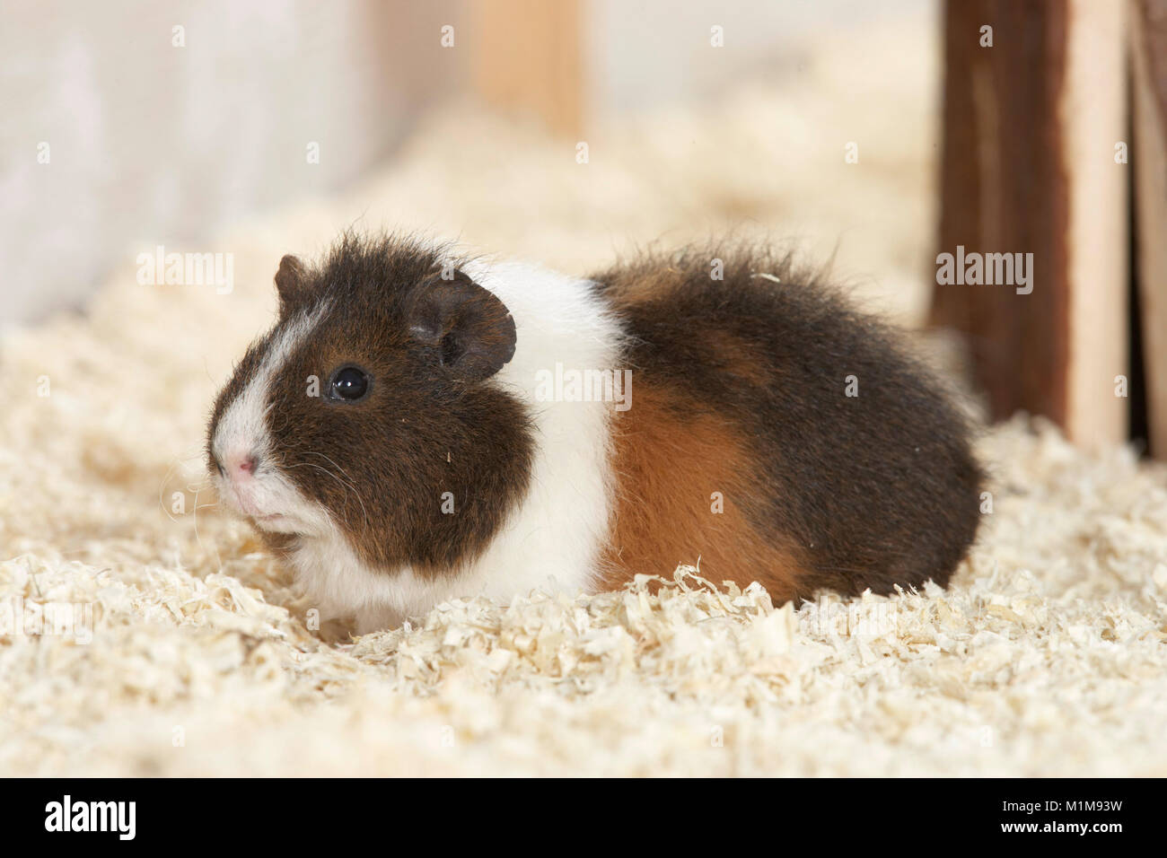 Young Rex Guinea Pig on wood shavings. Germany.. Stock Photo