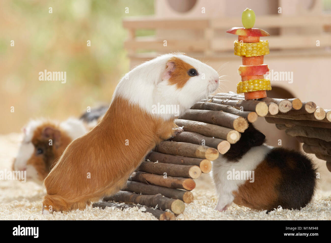 Smooth-haired Guinea Pig on its way over a wooden bridge to a vegetable skewer. Next to it two Rex Guinea Pigs. Germany. Stock Photo