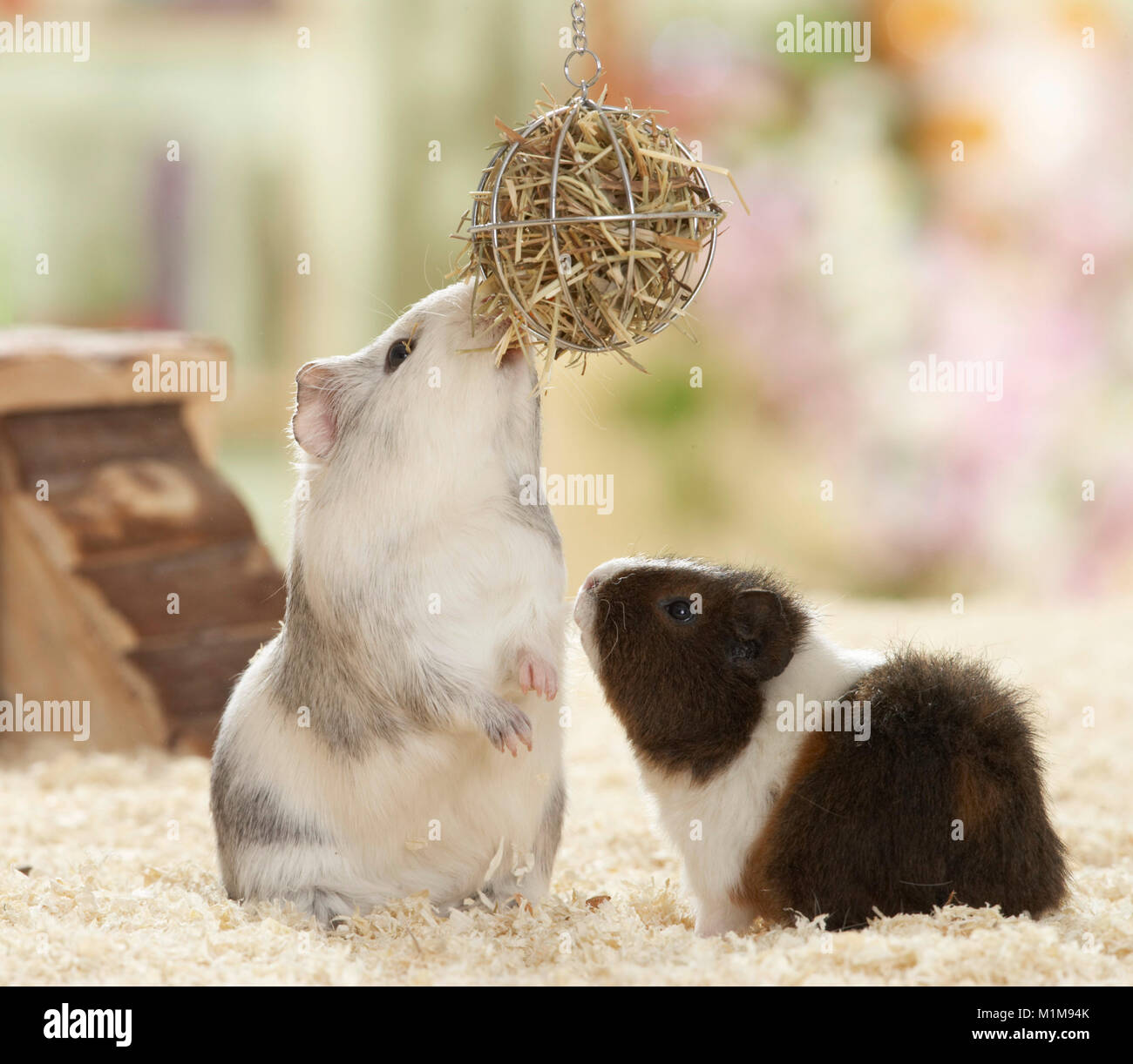 Smooth-haired Guinea Pig and Rex Guinea Pig on a food ball. Germany.. Stock Photo