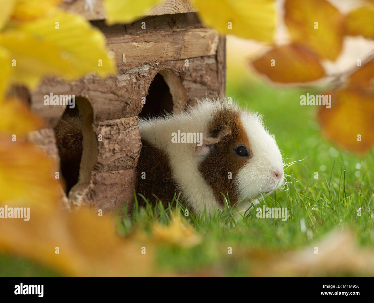 Rex Guinea Pig next to its retreat, on a meadow in autumn. Germany.. Stock Photo